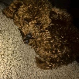 Longbridge - 走马财经