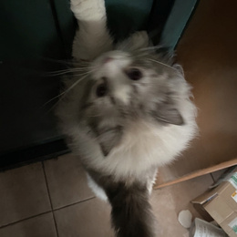 LongPort - 蚂蚁虫