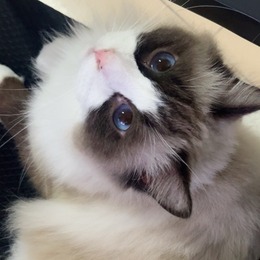 LongPort - 打工是不可能打工的