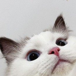 LongPort - 红烧肘子