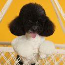 LongPort - 韭菜盒子3块