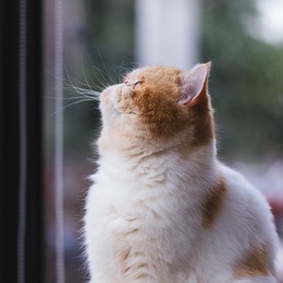 LongPort - 月光下赏月的猪