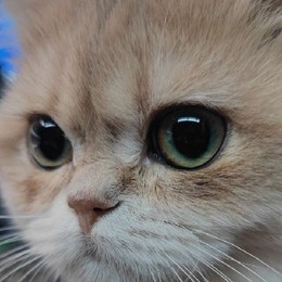 LongPort - 東方喬易