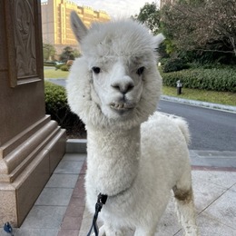 LongPort - 躺着也是躺