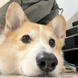 LongPort - 石团团