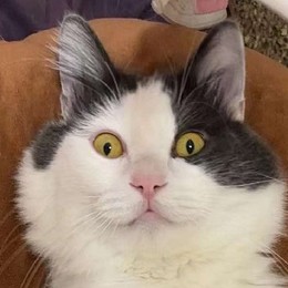 LongPort - 美股慈善家