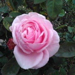 LongPort - 金玫瑰