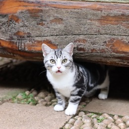 LongPort - Wayne Luk