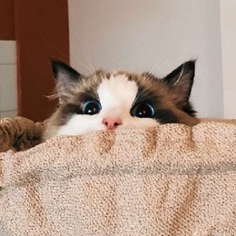 LongPort - 秃头是个蔓越莓