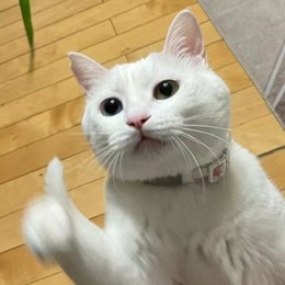 LongPort - Dreamweaver