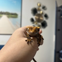 LongPort - 不为了交易而交易