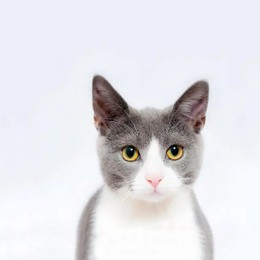 LongPort - 多情的才子