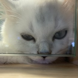 LongPort - plutocat