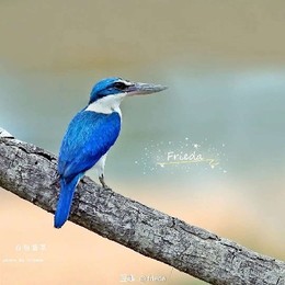 LongPort - FridaMoLi