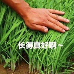 LongPort - 中概新韭菜