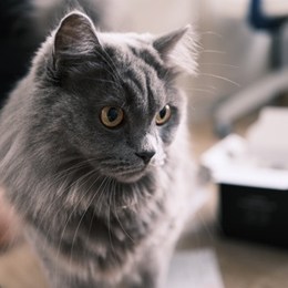 LongPort - Sttkkbbzzww