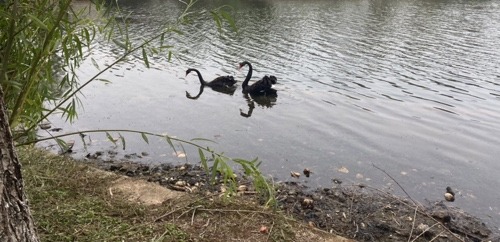 LongPort - 低调美割