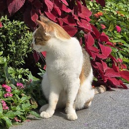 LongPort - 强者恒强