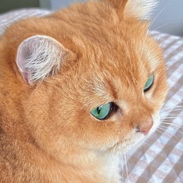 LongPort - 躺平恺-长桥反诈