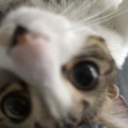 LongPort - Vimo致富计划