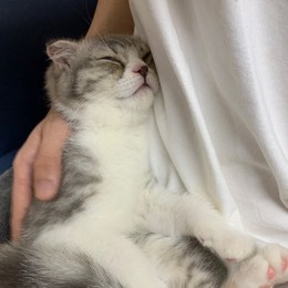 LongPort - 咕噜是只猫