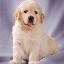 LongPort - jackstraw9527