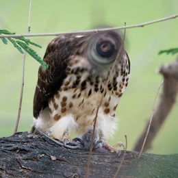 LongPort - 南山潮巴