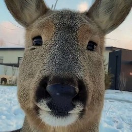 LongPort - 离了个特离普