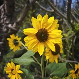 LongPort - 向阳1999