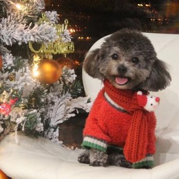 LongPort - 花卷肉圆