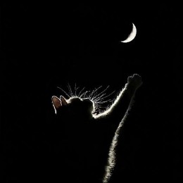 LongPort - 西元Leo