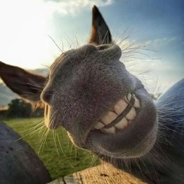 LongPort - 在美股赚钱去大 A 亏