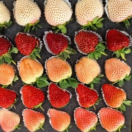 LongPort - Fun 特西