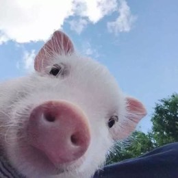 LongPort - 新鲜猪头