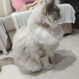 LongPort - 石油工人黄老板