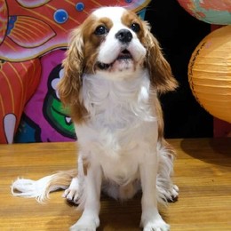 Longbridge - 何多米的狗粮