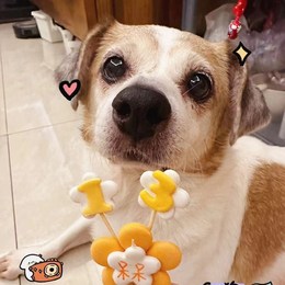 LongPort - lovedaidai