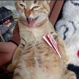 LongPort - Cycle Operater