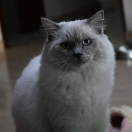 LongPort - Savitar99