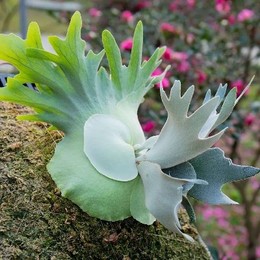 LongPort - 银河骑士