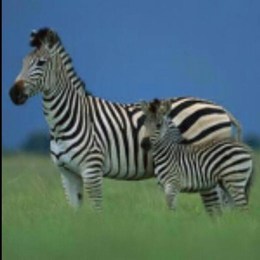 LongPort - 千里马 HK