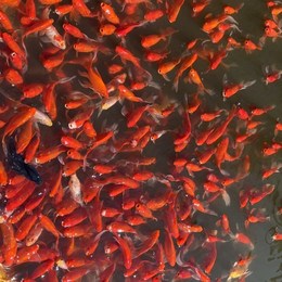 LongPort - 旺仔小小发