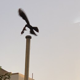 LongPort - 诺大懿