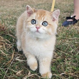 LongPort - 以此射天狼