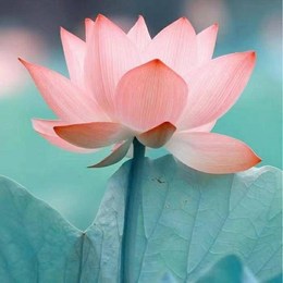 LongPort - 花开富贵0311