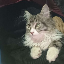 LongPort - 大神有行情请告知