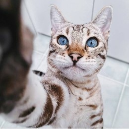 LongPort - GBA ALLEN