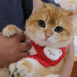 LongPort - 我家有一只猫