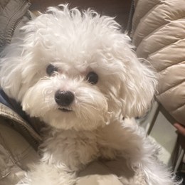 LongPort - 大头多多