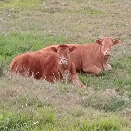 Longbridge - 牛牛牛2025